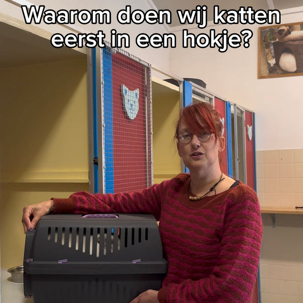 De reden dat wij katten eerst in een hokje doen