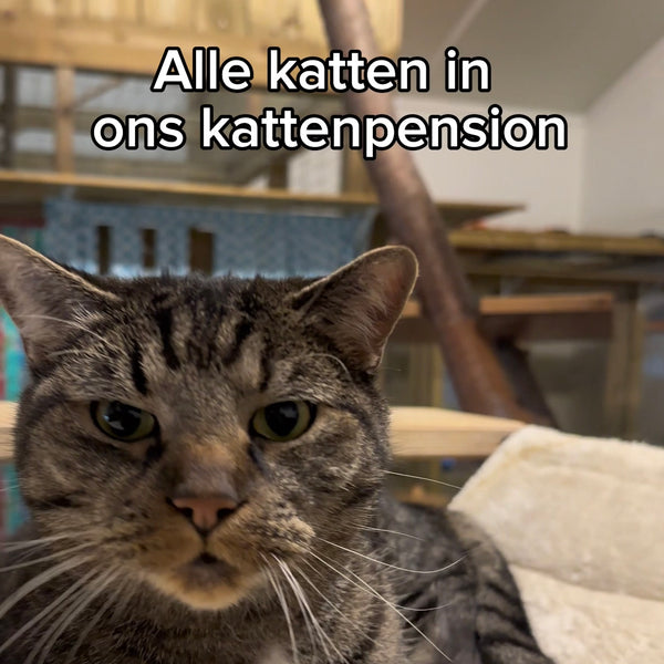 Alle katten in ons katten pension even aaien