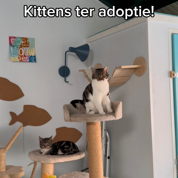 Ons pension heeft een speciale kittenkamer, ing...