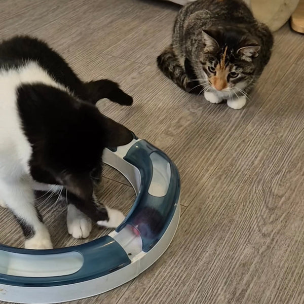 Kittens hebben veel speel mogelijkheden bij ons...