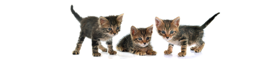 De Kittenburg voor kittens en jonge katten tot 2 jaar  | Kattenpension de Kattenburg