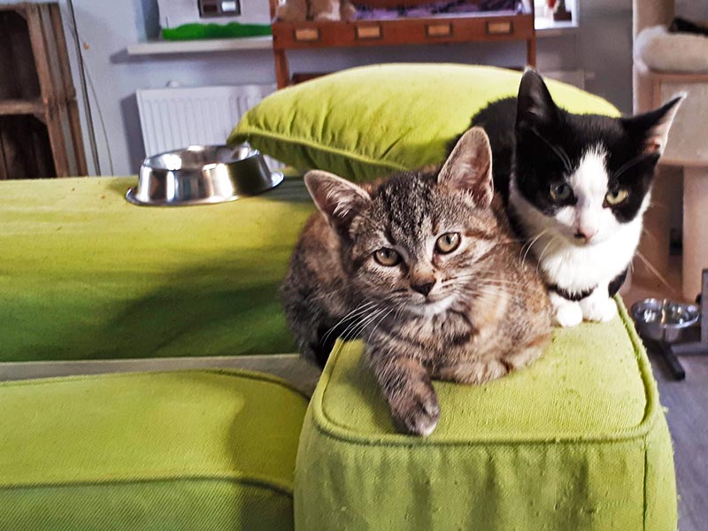 De Kittenburg voor kittens en jonge katten tot 2 jaar  | Kattenpension de Kattenburg